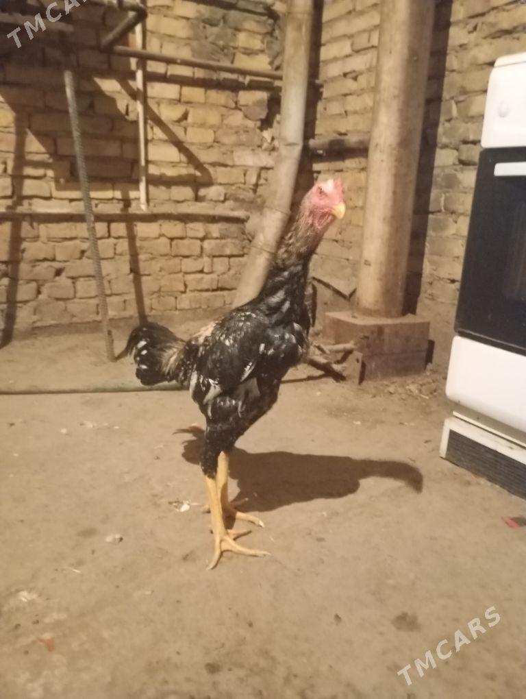 horaz - Çärjew - img 4