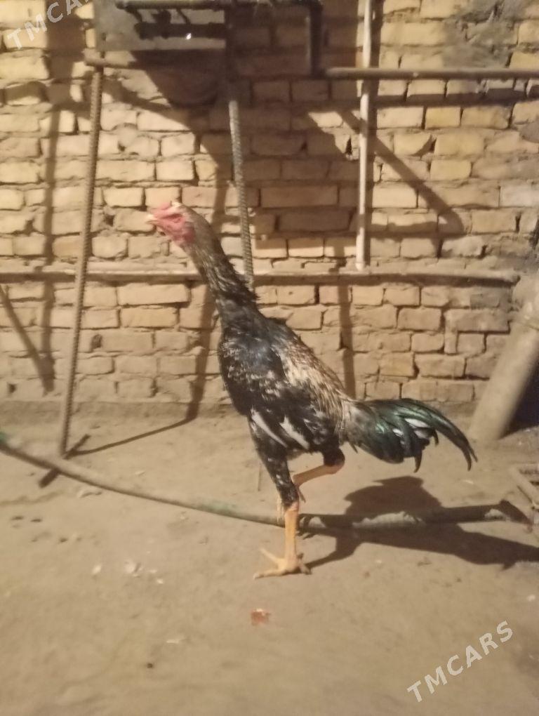 horaz - Çärjew - img 2