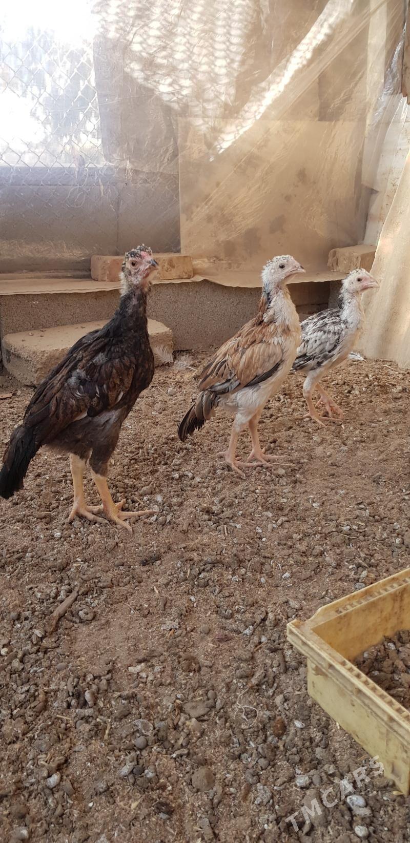 Taşkent Kiçi - Gökje - img 3