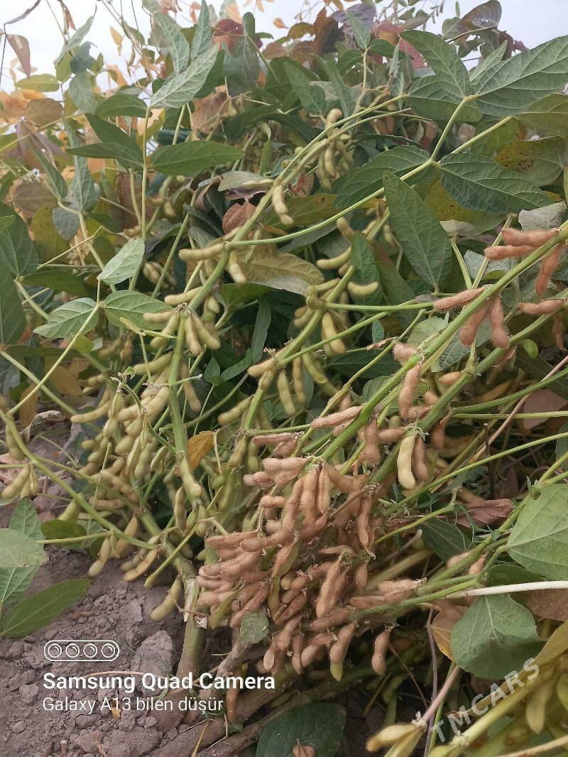 soýa tohum - Köneürgenç - img 2