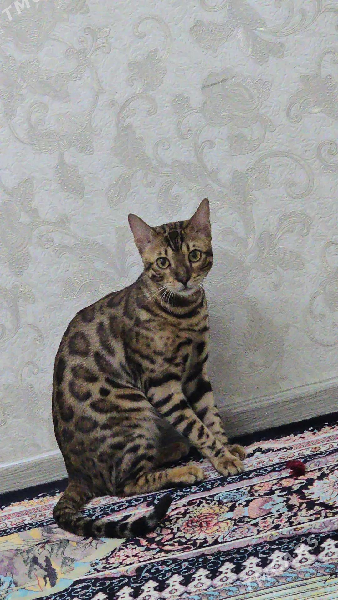 бенгагалский жених - Kim raýon - img 2