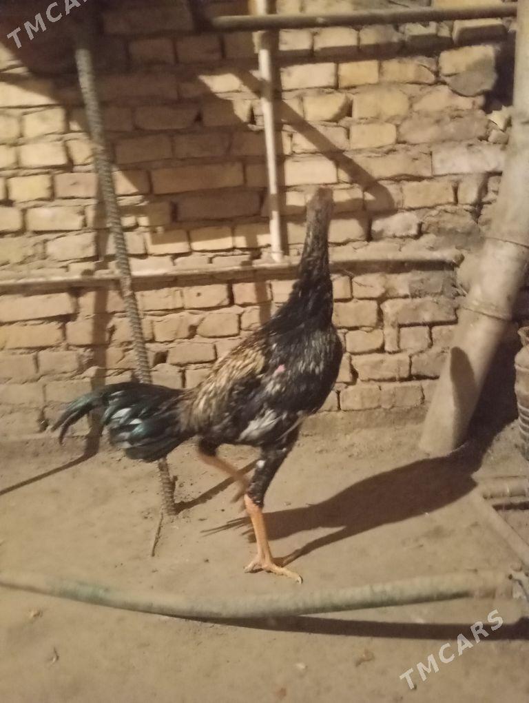 horaz - Çärjew - img 6