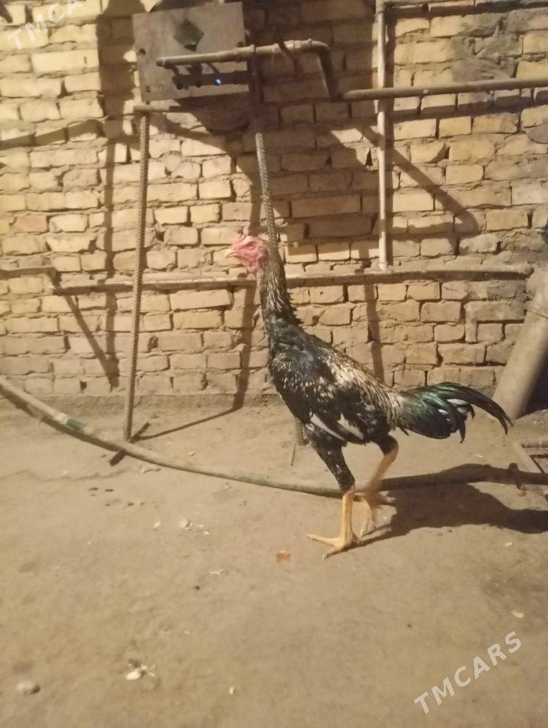 horaz - Çärjew - img 5