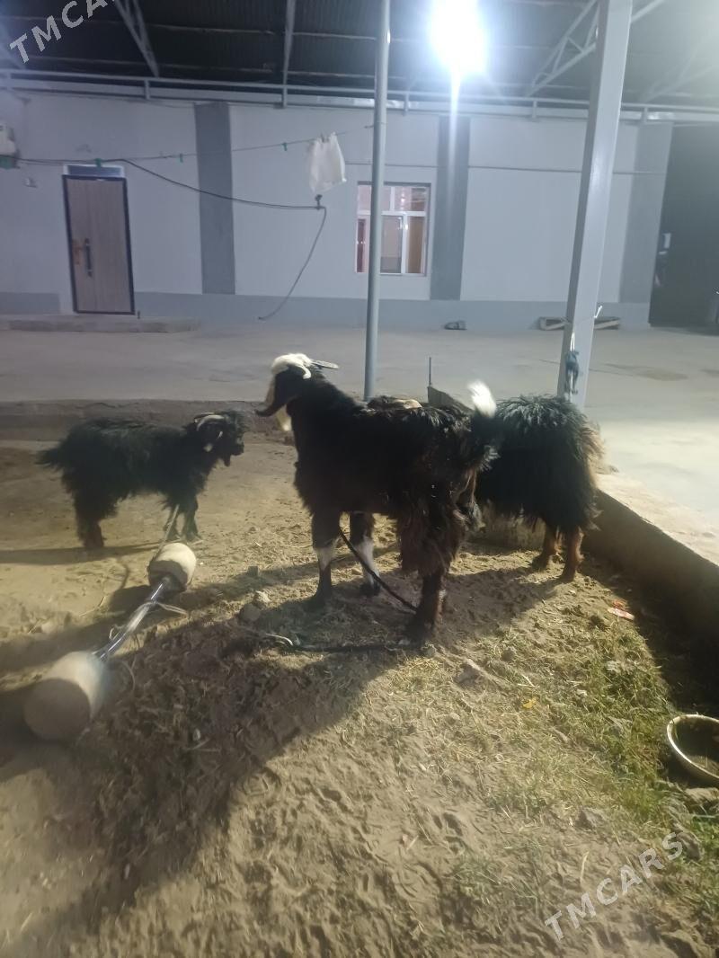 geçi  Teke owlak - Бузмеин - img 2