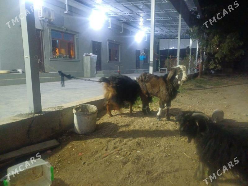 geçi  Teke owlak - Бузмеин - img 4