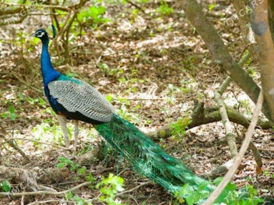 Tawus guş павлин - Türkmenabat - img 2