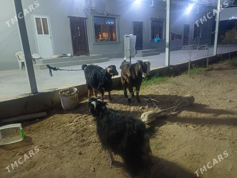 geçi  Teke owlak - Бузмеин - img 5