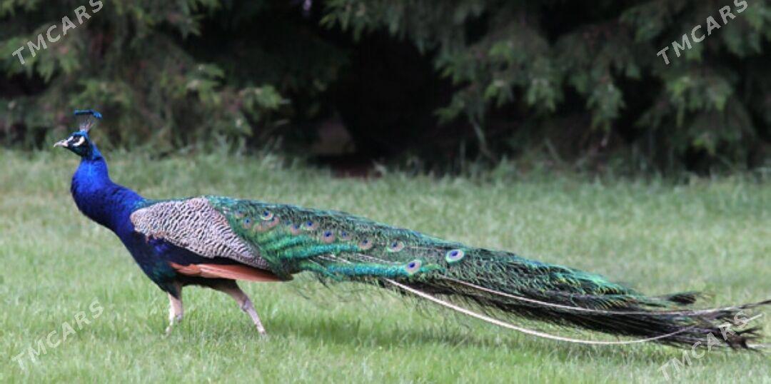 Tawus guş павлин - Türkmenabat - img 4