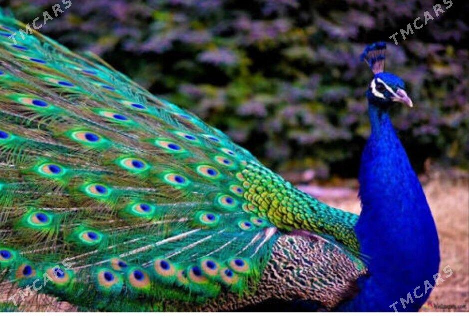 Tawus guş павлин - Türkmenabat - img 3