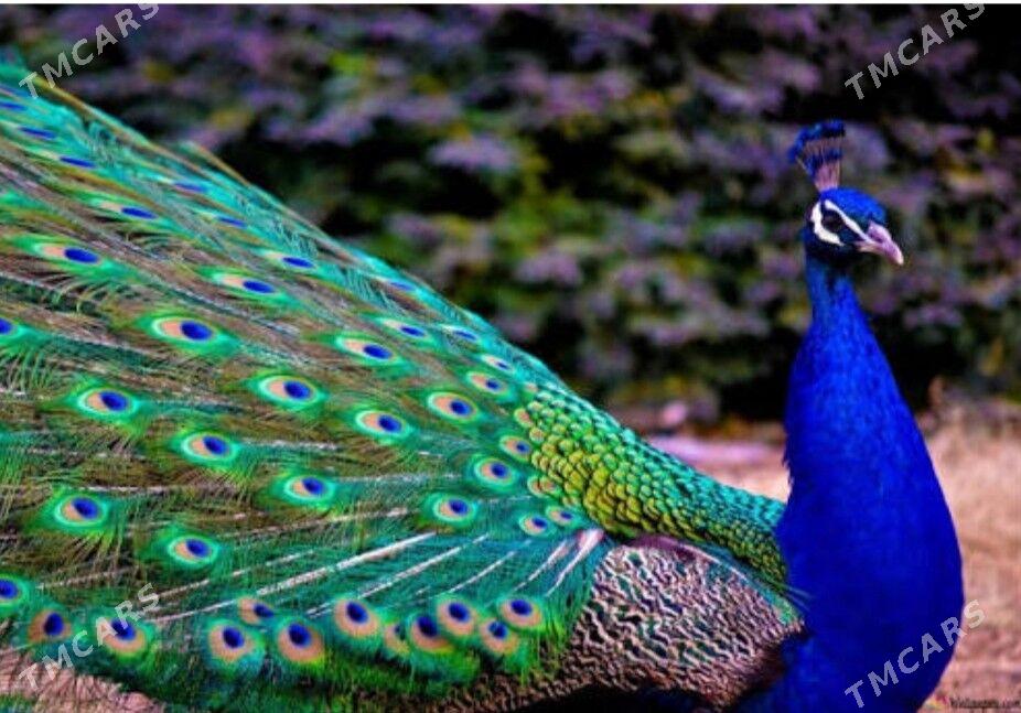 Tawus guş павлин - Türkmenabat - img 5