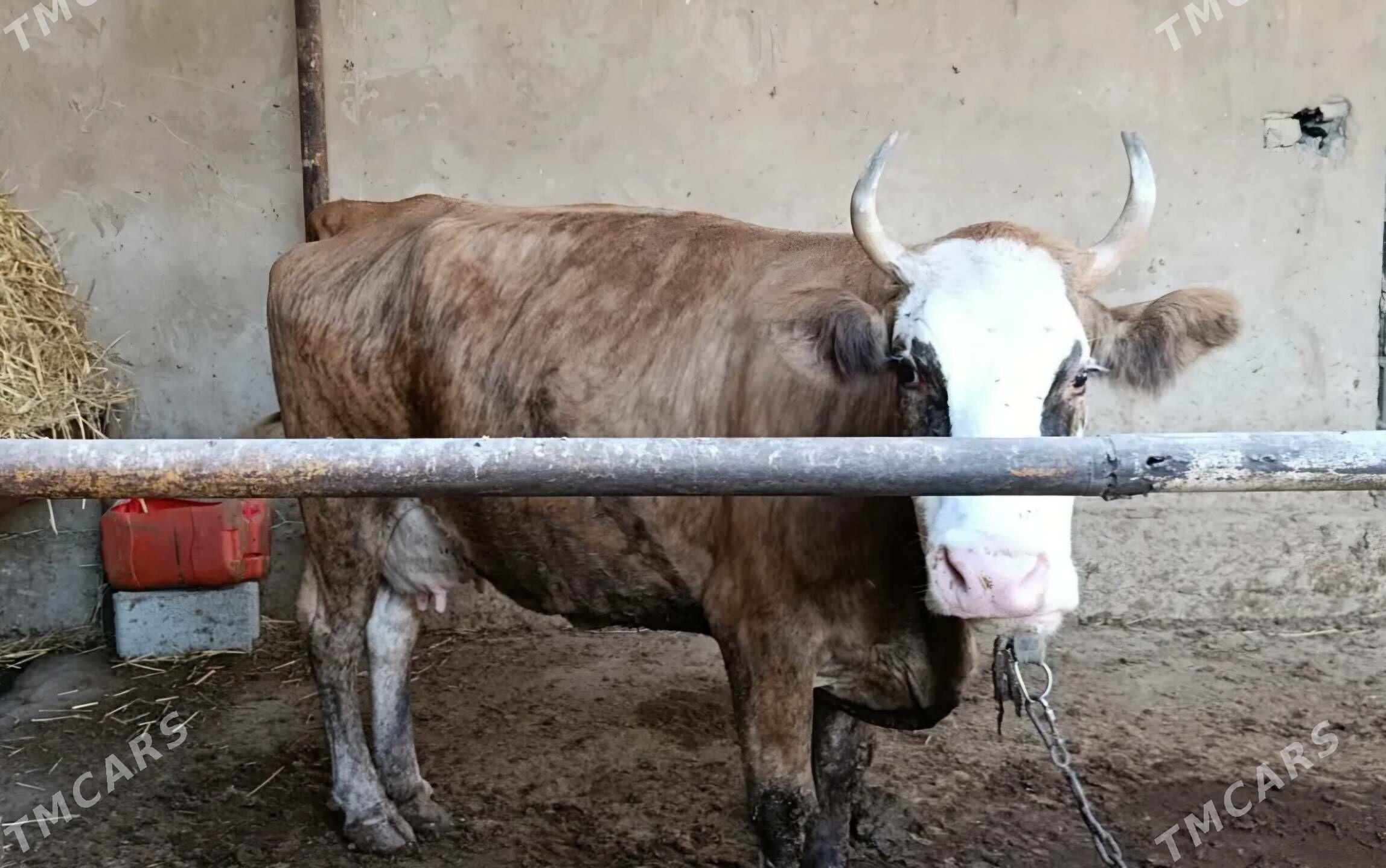 sygyr - Aşgabat - img 2