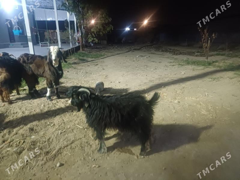 geçi  Teke owlak - Бузмеин - img 3