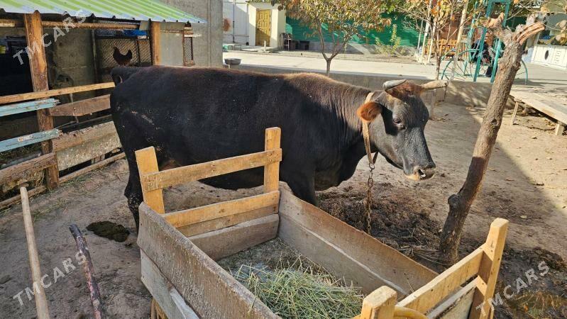 sygyr - Ашхабад - img 1