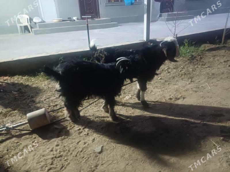 geçi  Teke owlak - Бузмеин - img 6