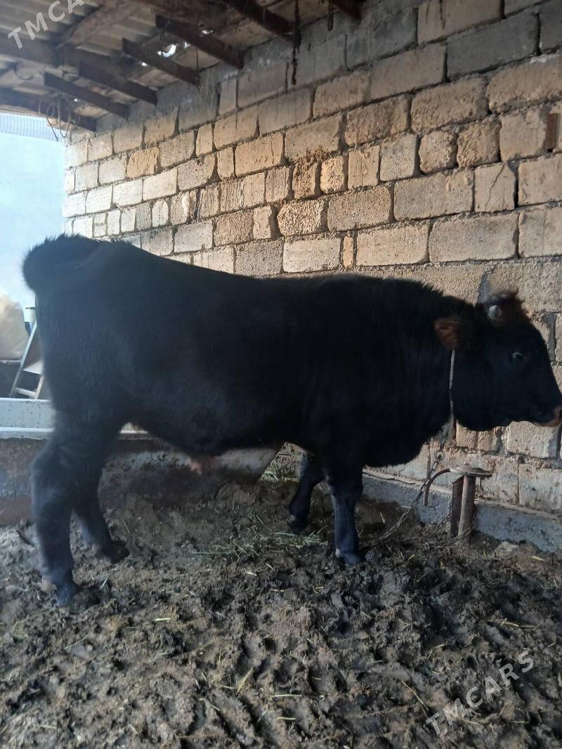 okuz bakylan - Чоганлы - img 2