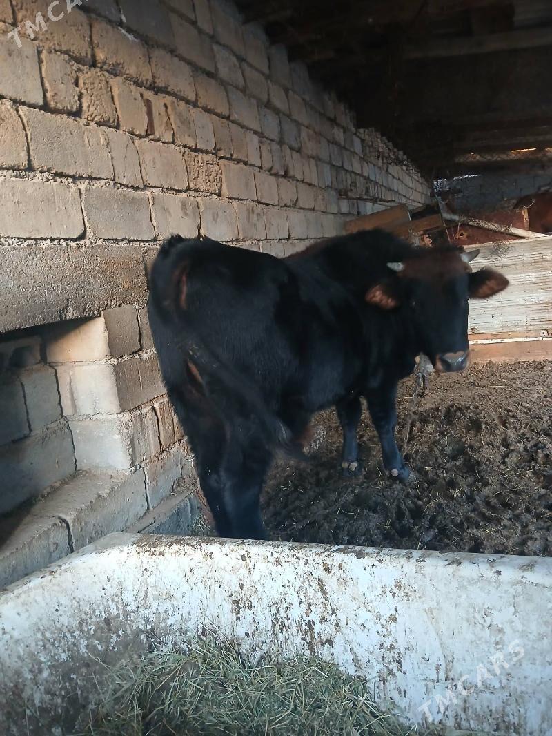 okuz bakylan - Чоганлы - img 3