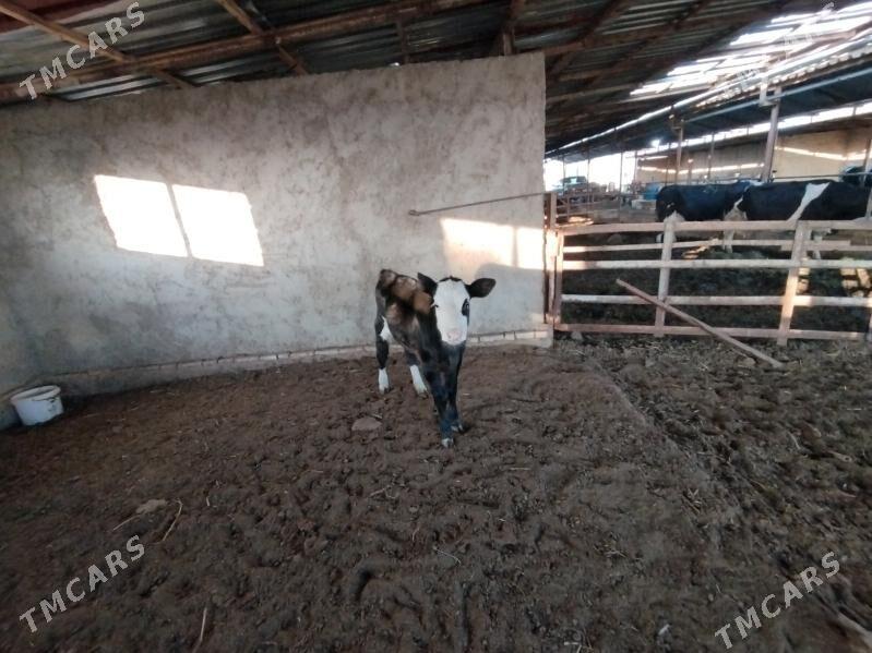 Gbirit gulajyn - Murgap - img 3