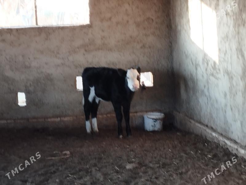 Gbirit gulajyn - Murgap - img 2