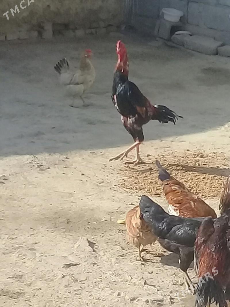 Taşgent horoz - Bäherden - img 7