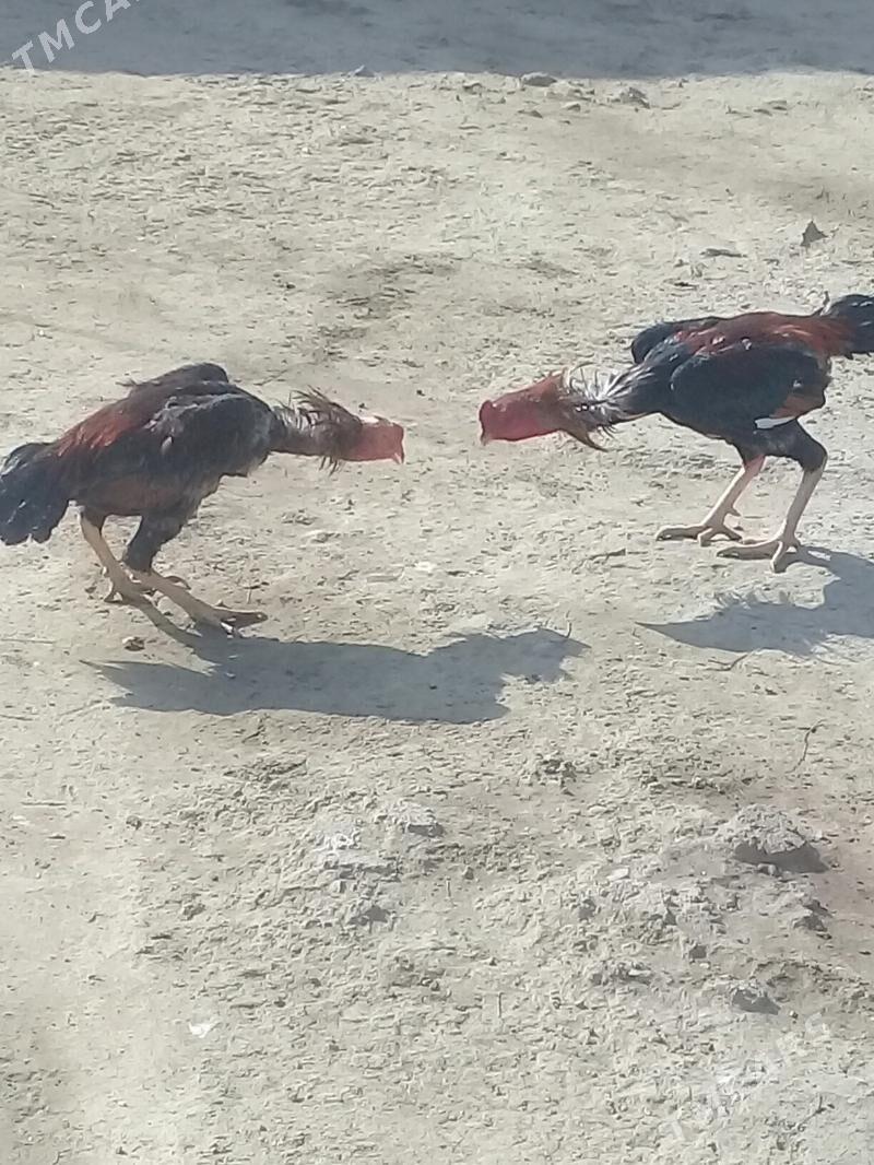 Taşgent horoz - Bäherden - img 5