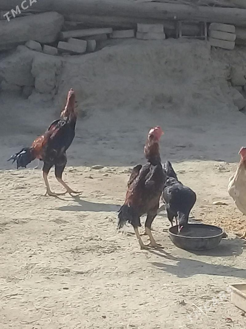 Taşgent horoz - Bäherden - img 8