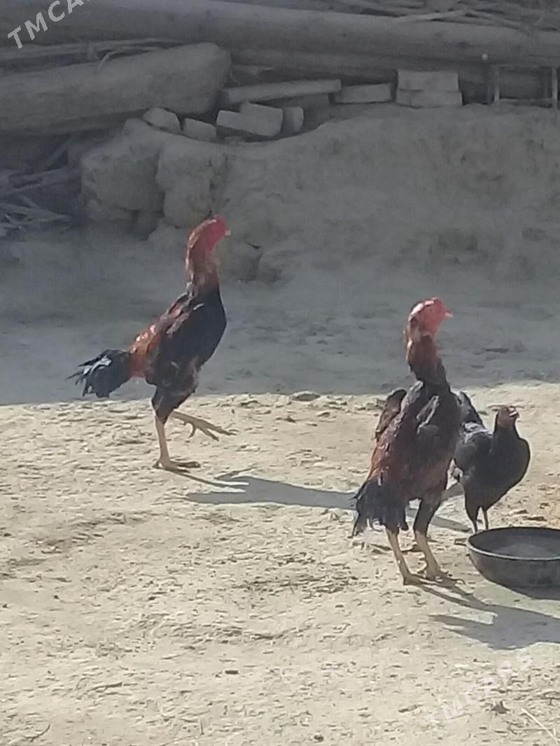 Taşgent horoz - Bäherden - img 9