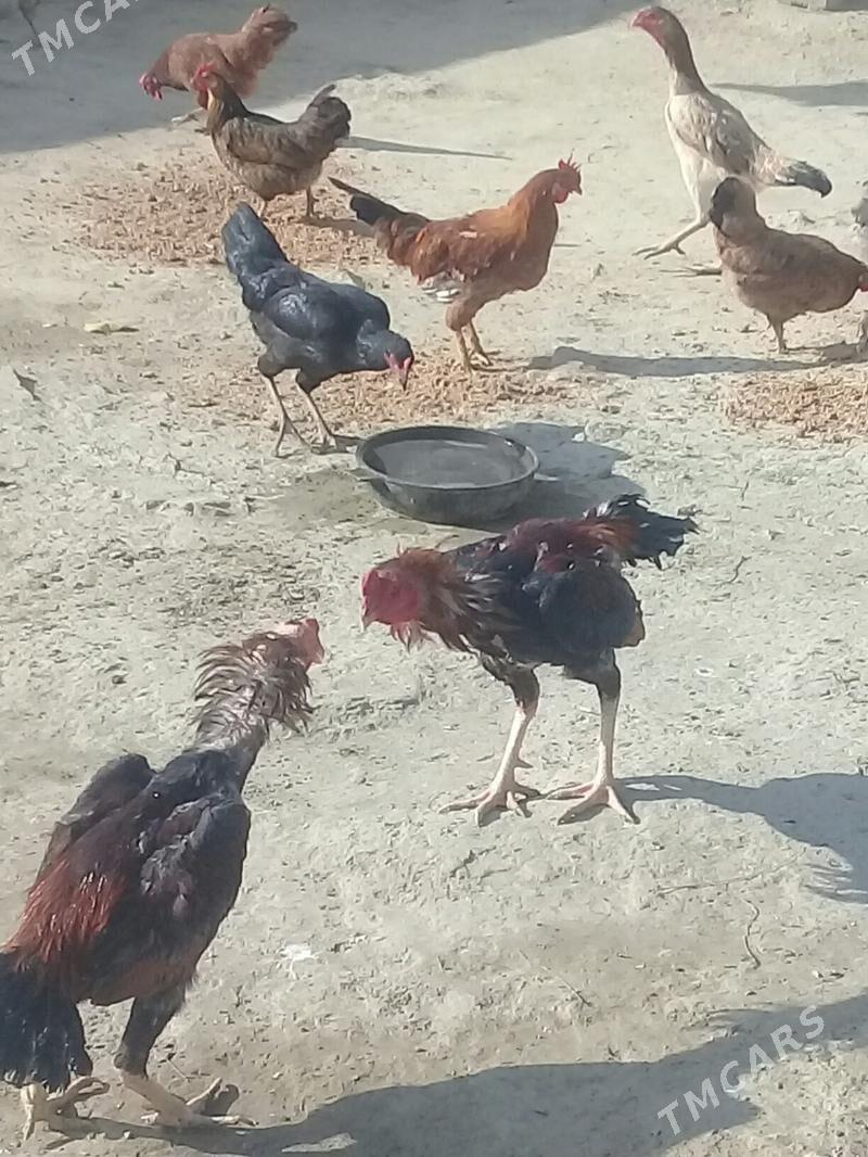 Taşgent horoz - Bäherden - img 6