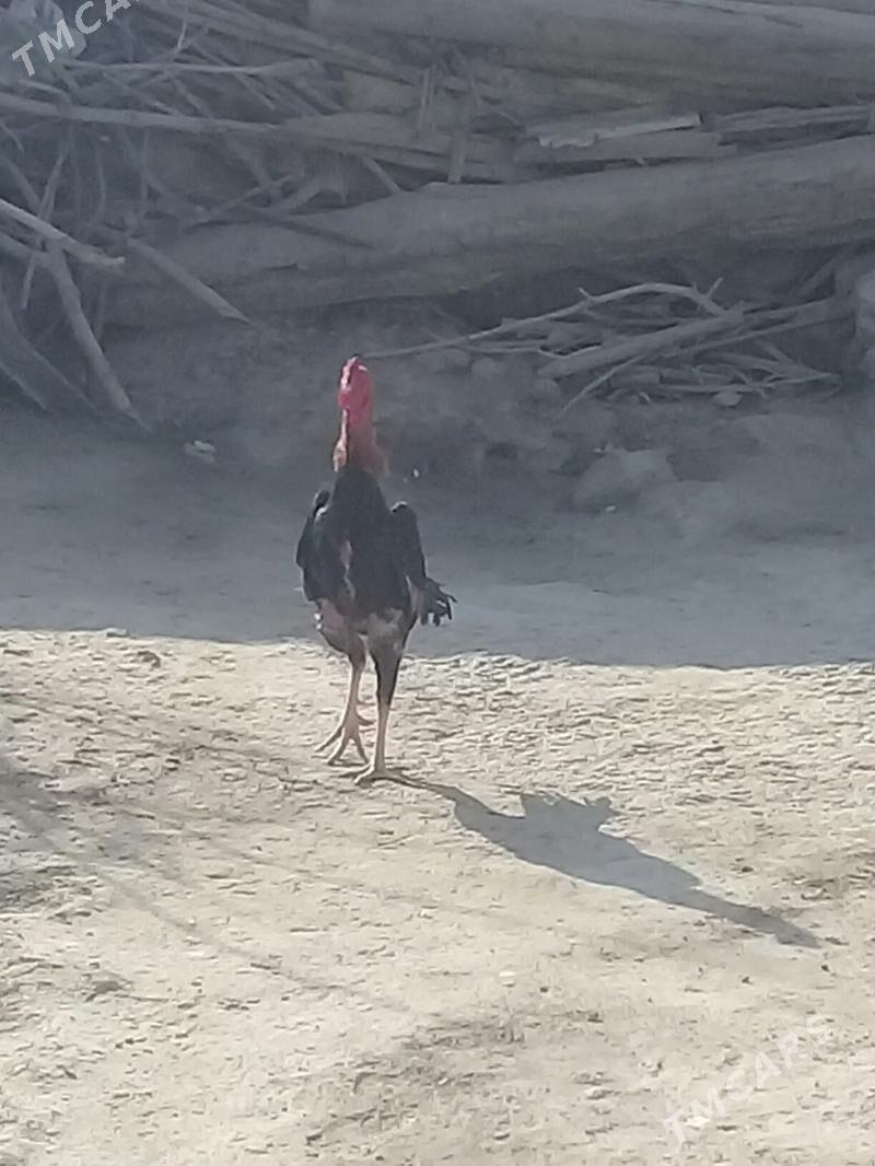 Taşgent horoz - Bäherden - img 10