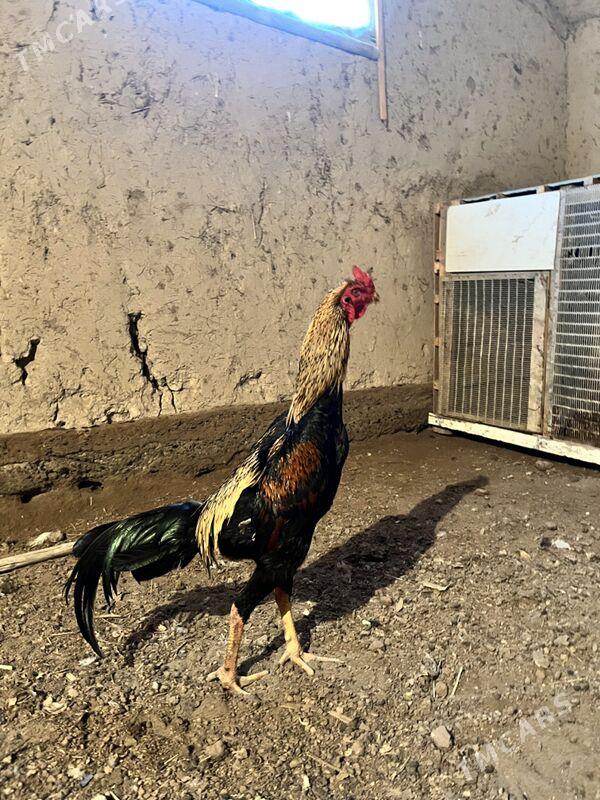 horaz - Шабатский этрап - img 2