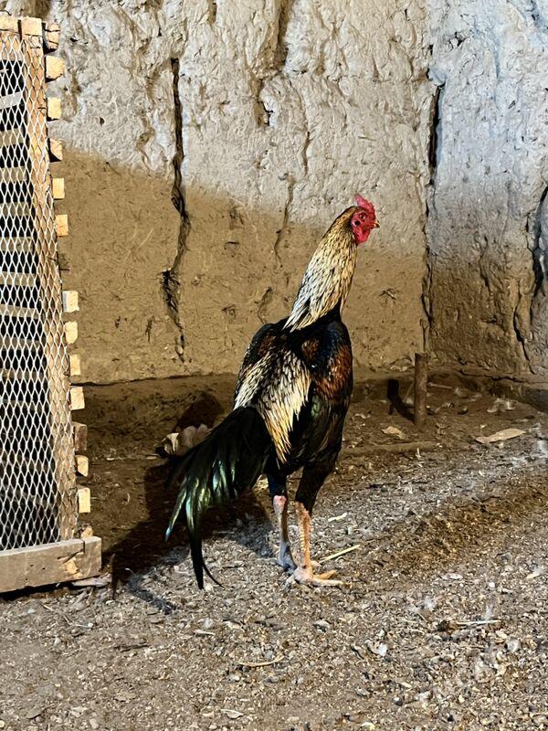 horaz - Шабатский этрап - img 1