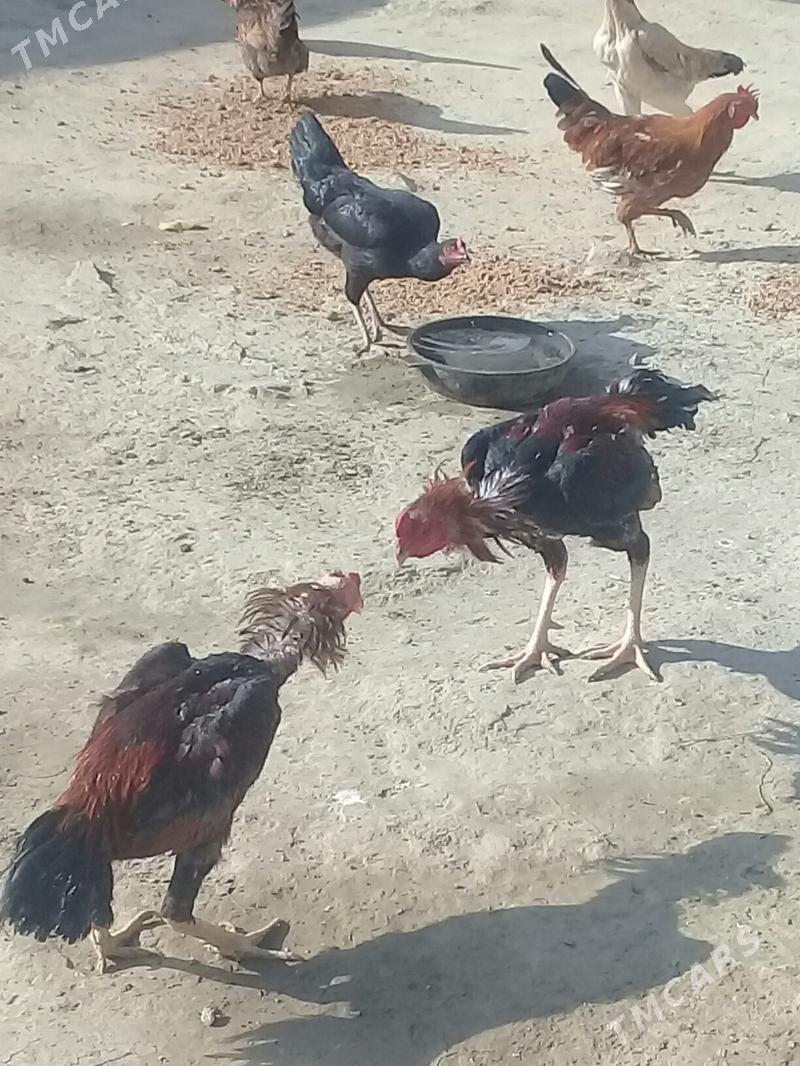 Taşgent horoz - Bäherden - img 3