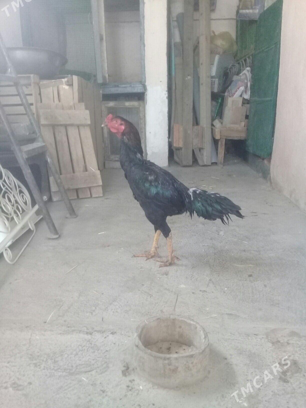 Taşgent horoz - Bäherden - img 2