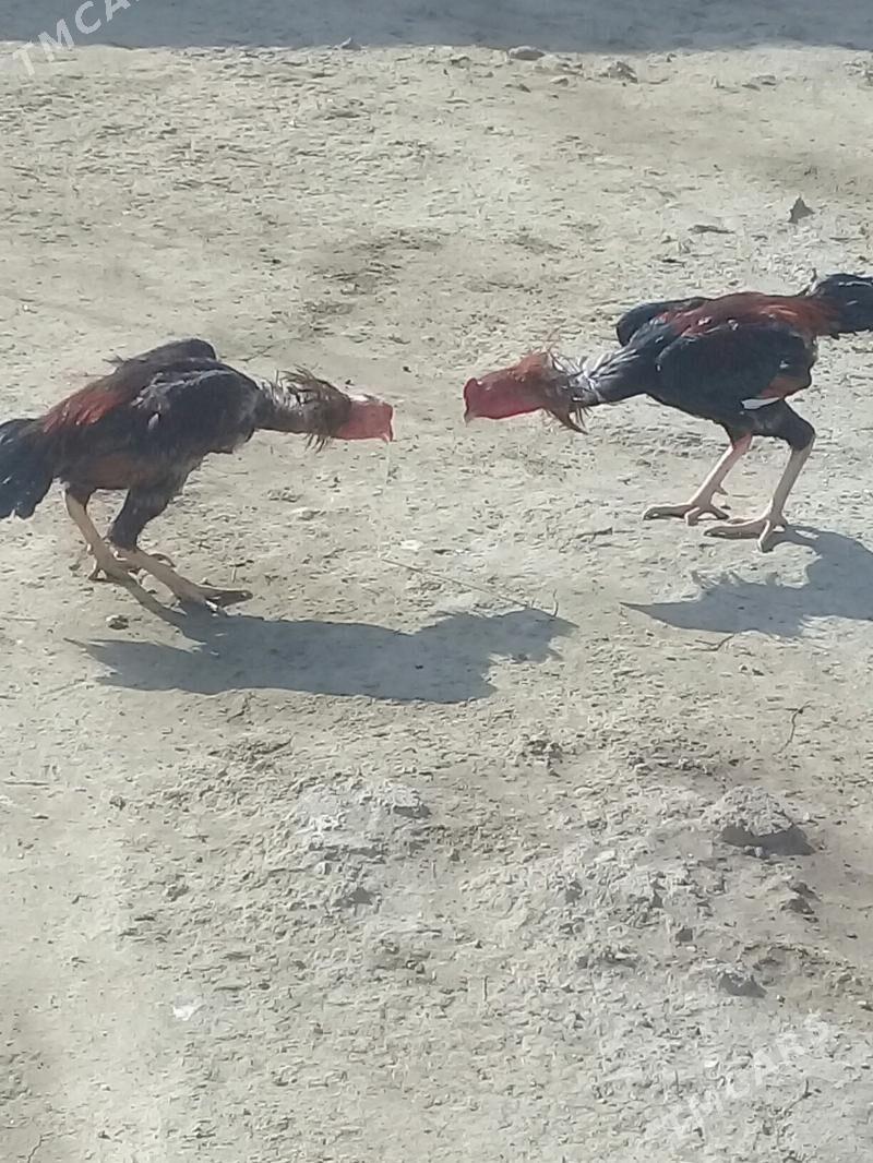 Taşgent horoz - Bäherden - img 4