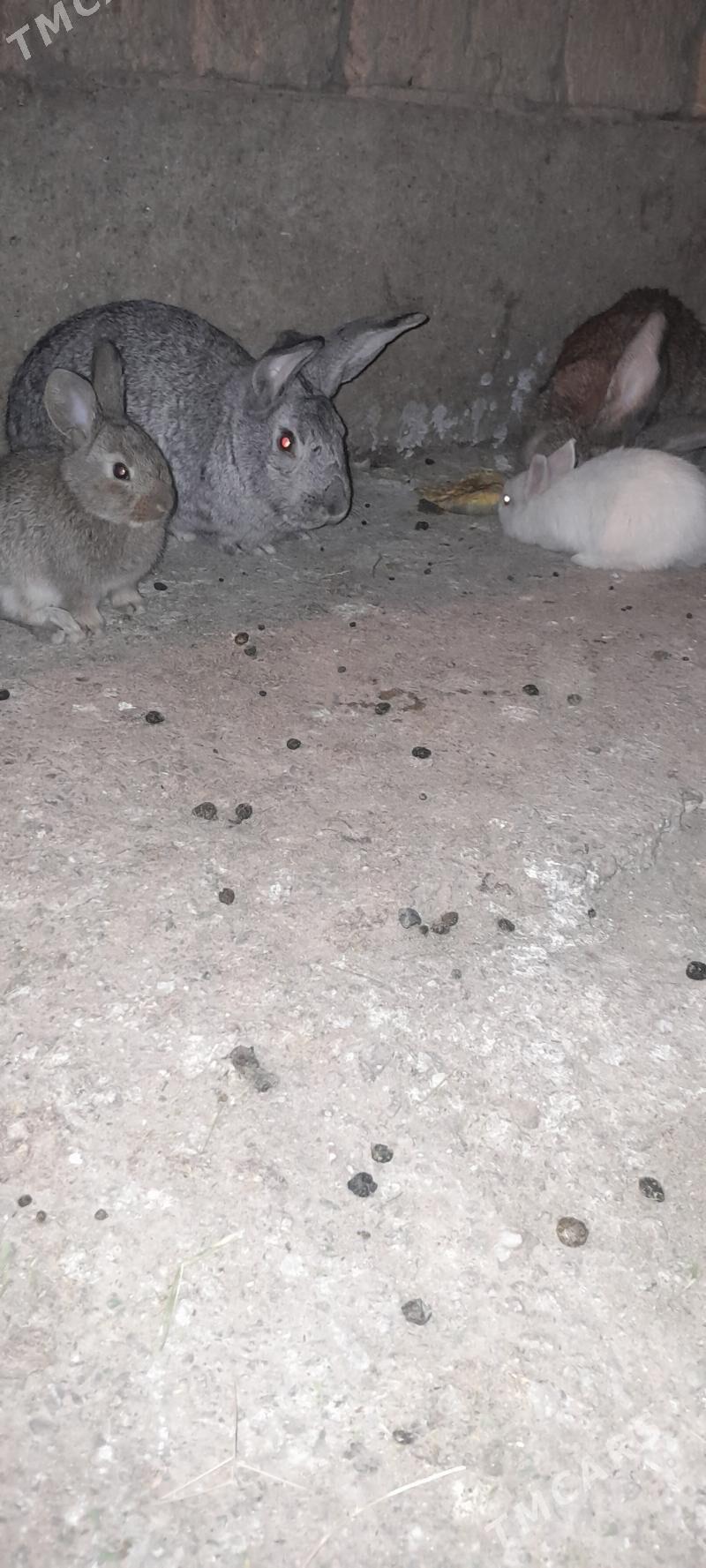 towşan - Кака - img 3