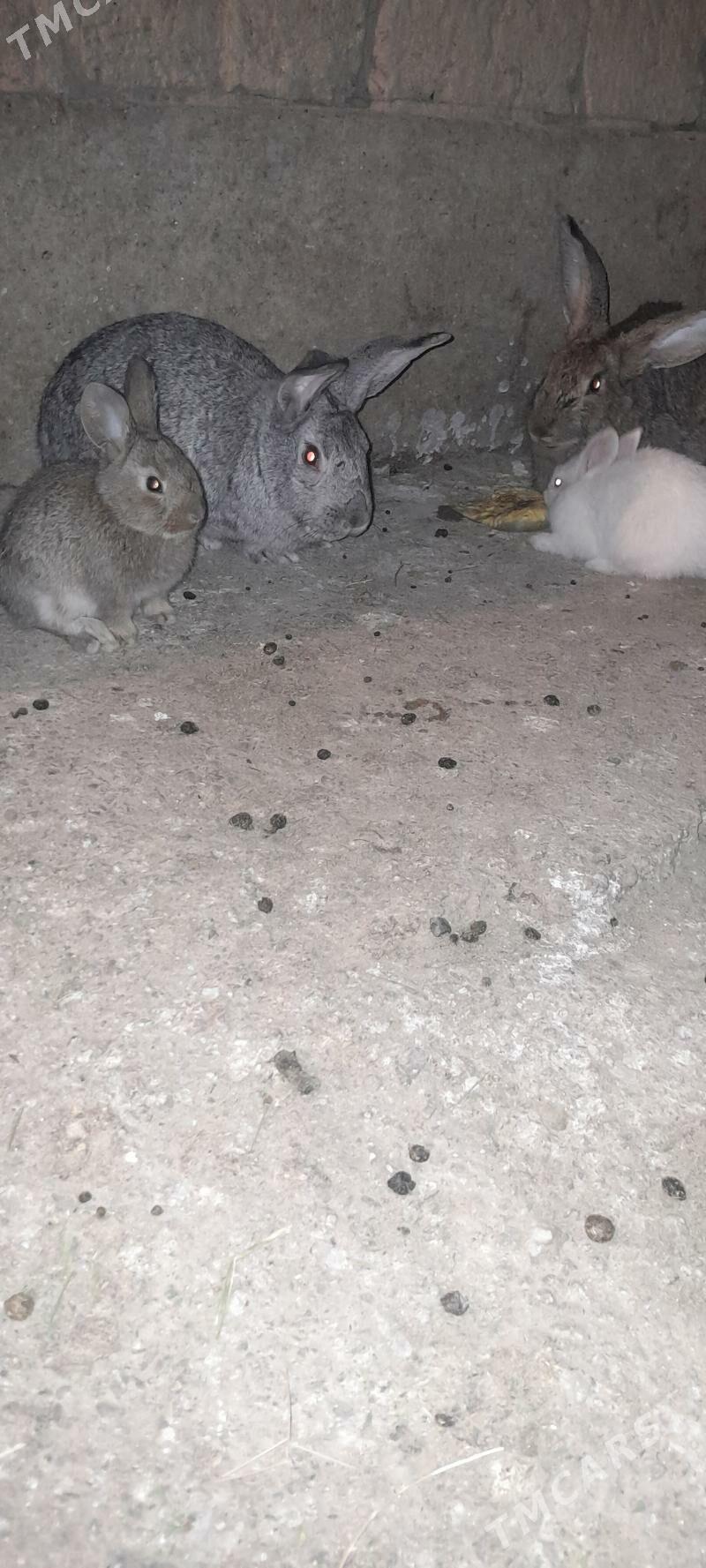 towşan - Кака - img 2