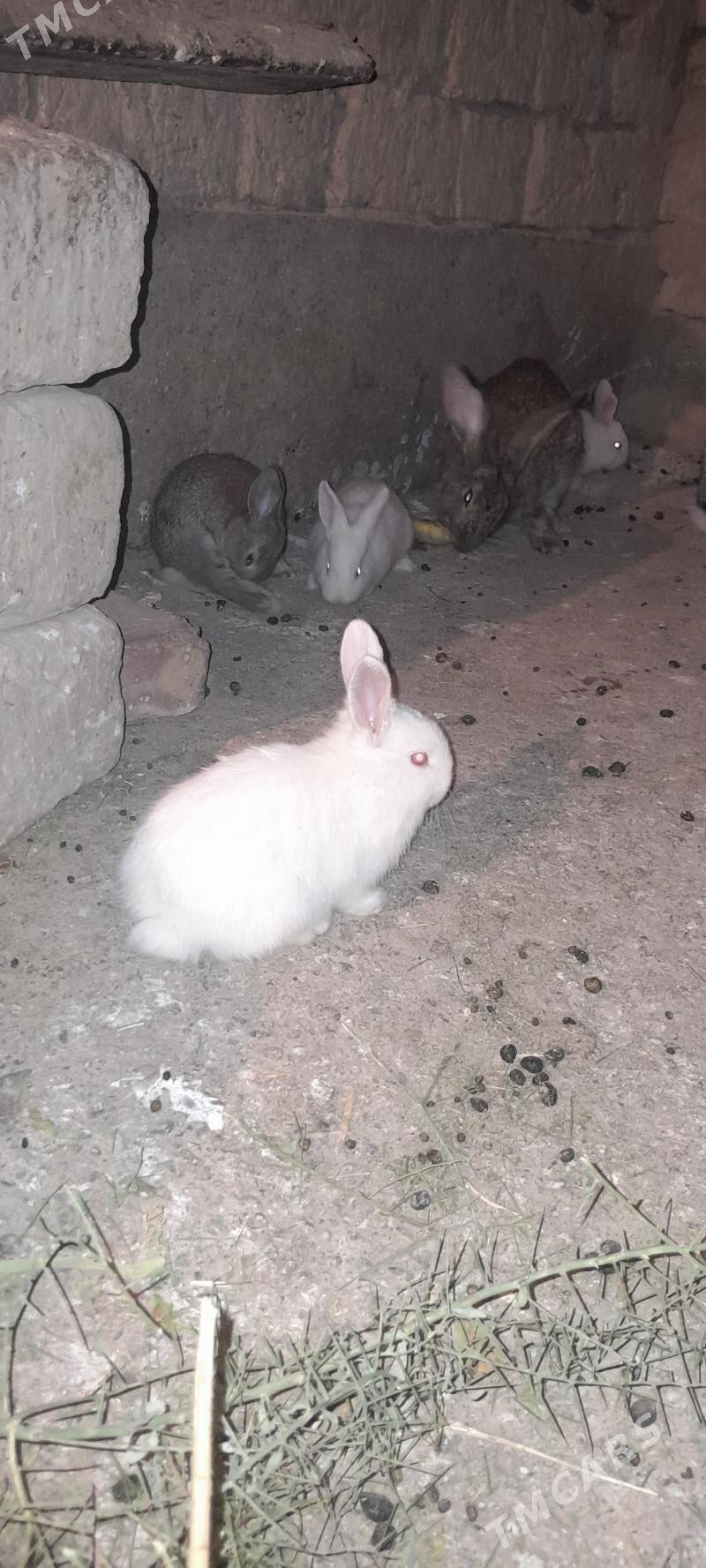 towşan - Кака - img 4