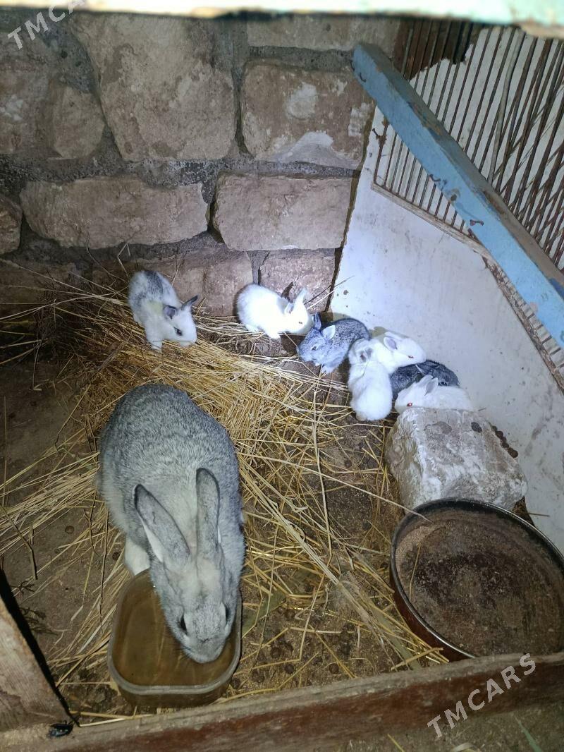 towsan - Туркменбаши - img 2