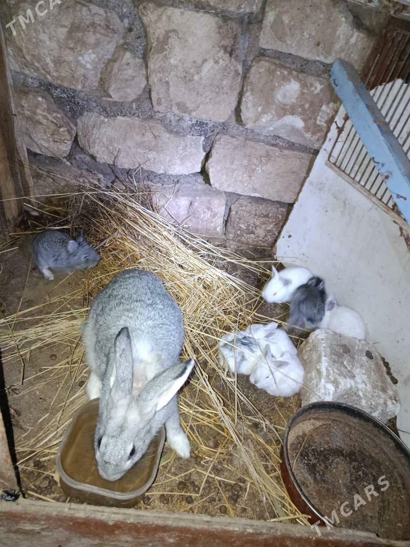 towsan - Туркменбаши - img 3