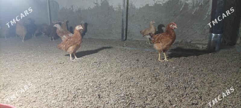 Jüýje - Бахарден - img 2