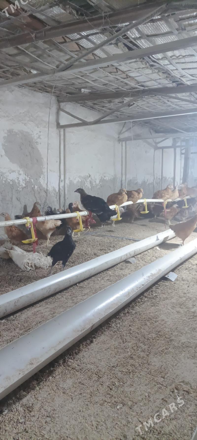 Jüýje - Бахарден - img 4