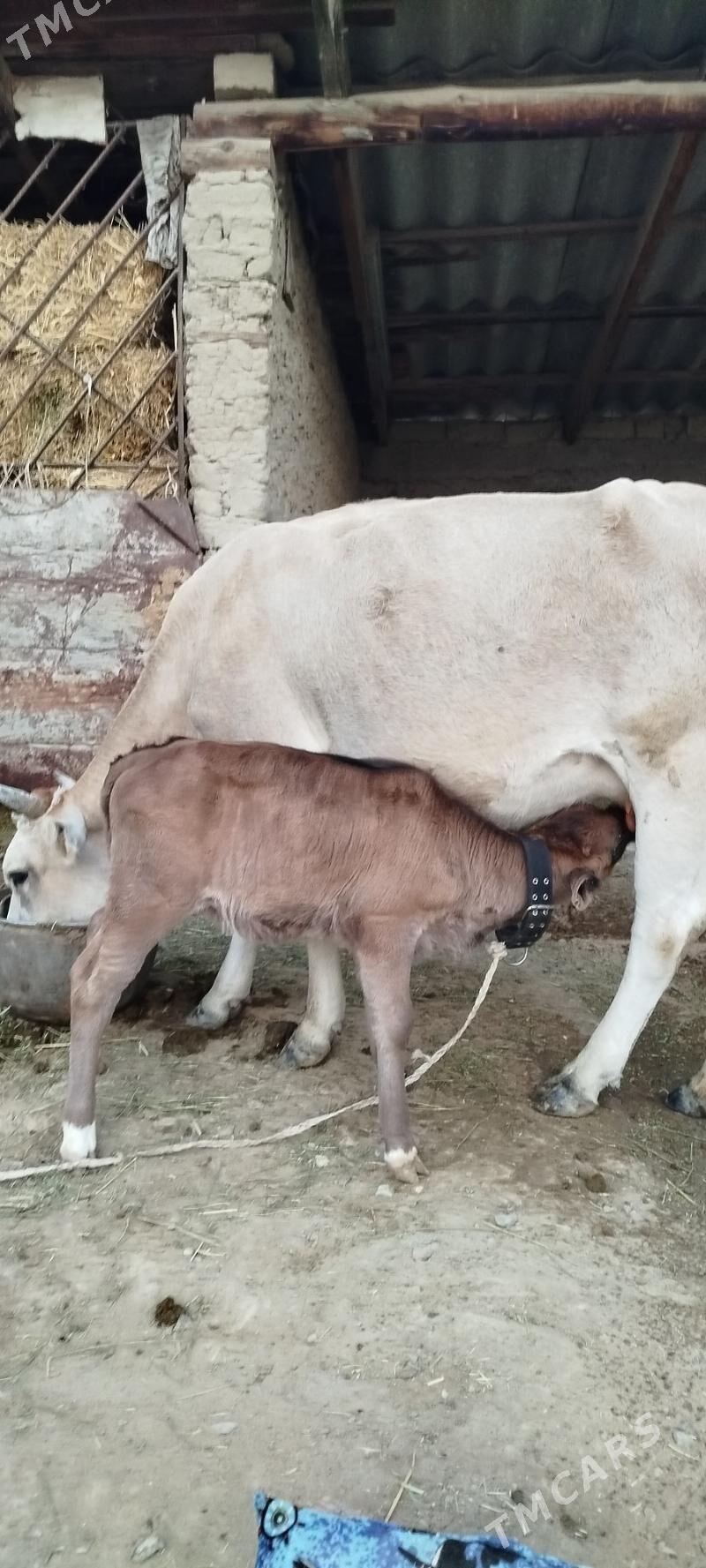 Gøleli sygyr - Bäherden - img 3