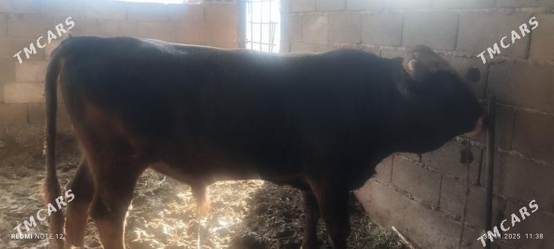 okuz - Ашхабад - img 2