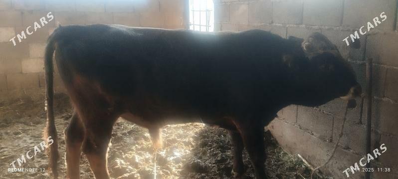 okuz - Ашхабад - img 4