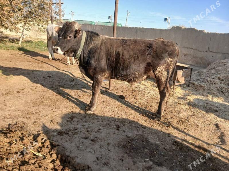 tohum öküz 2 sany - Бахарден - img 2