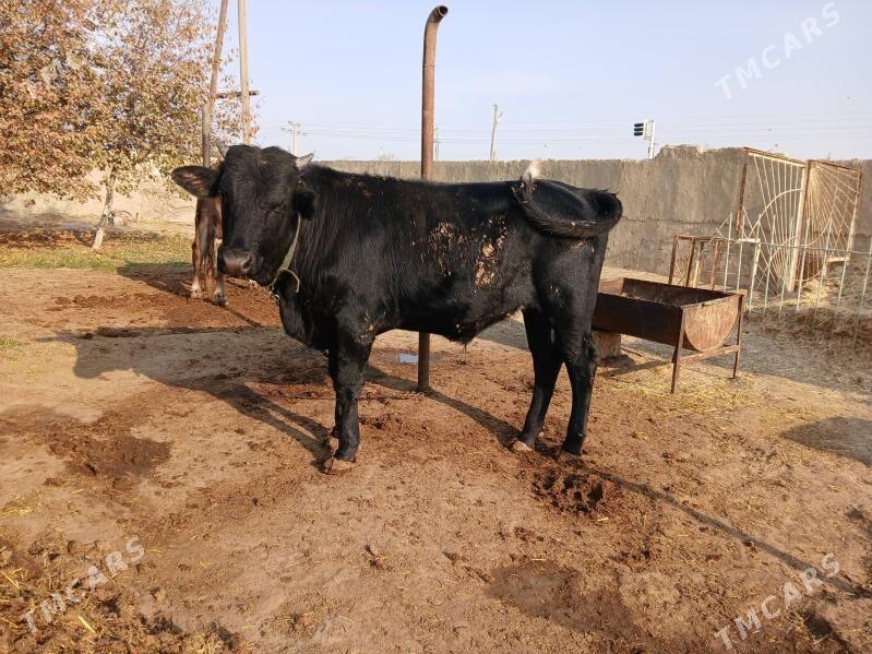 tohum öküz 2 sany - Бахарден - img 4