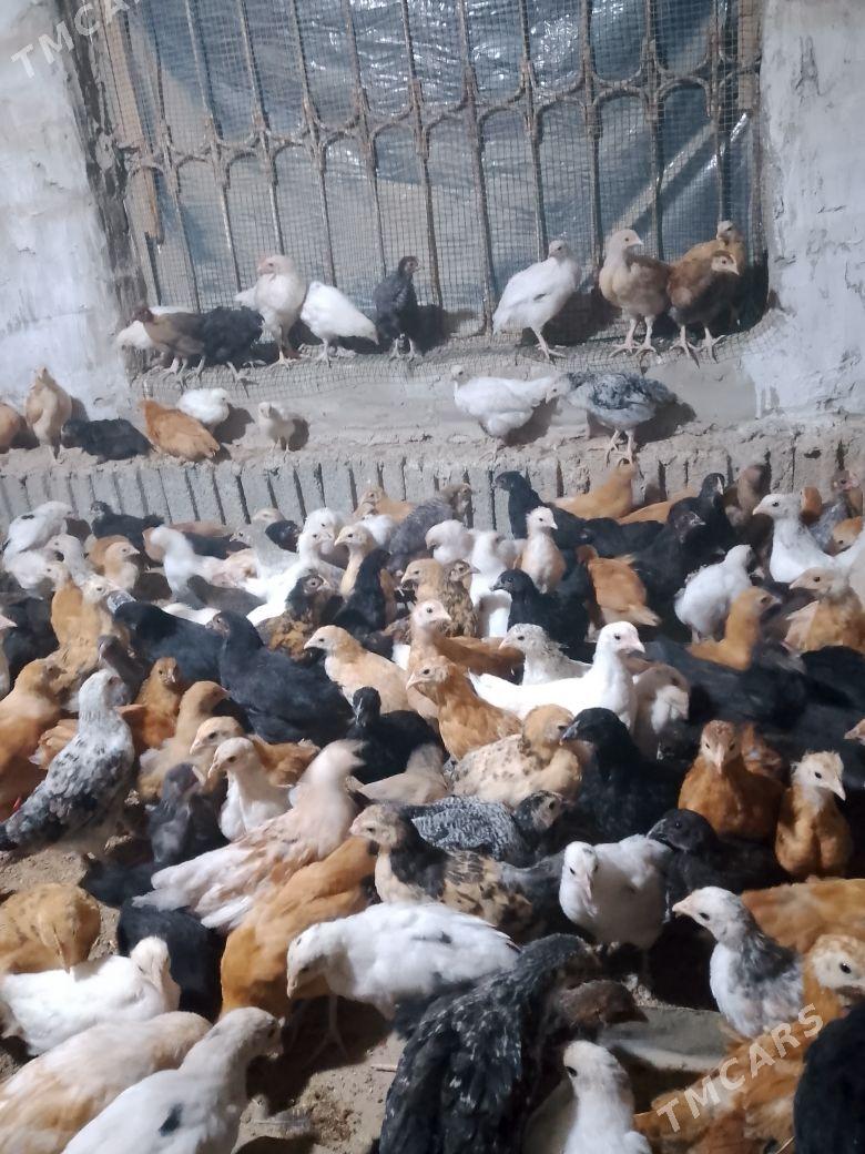 towuk juyje - Murgap - img 2