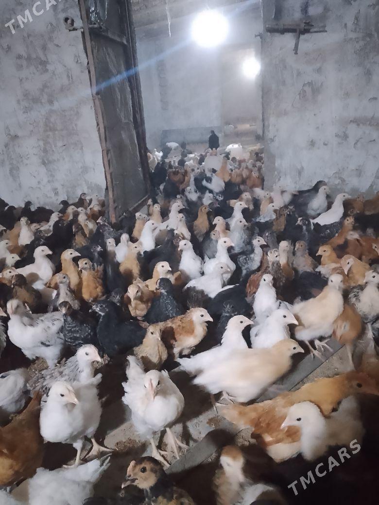 towuk juyje - Murgap - img 3