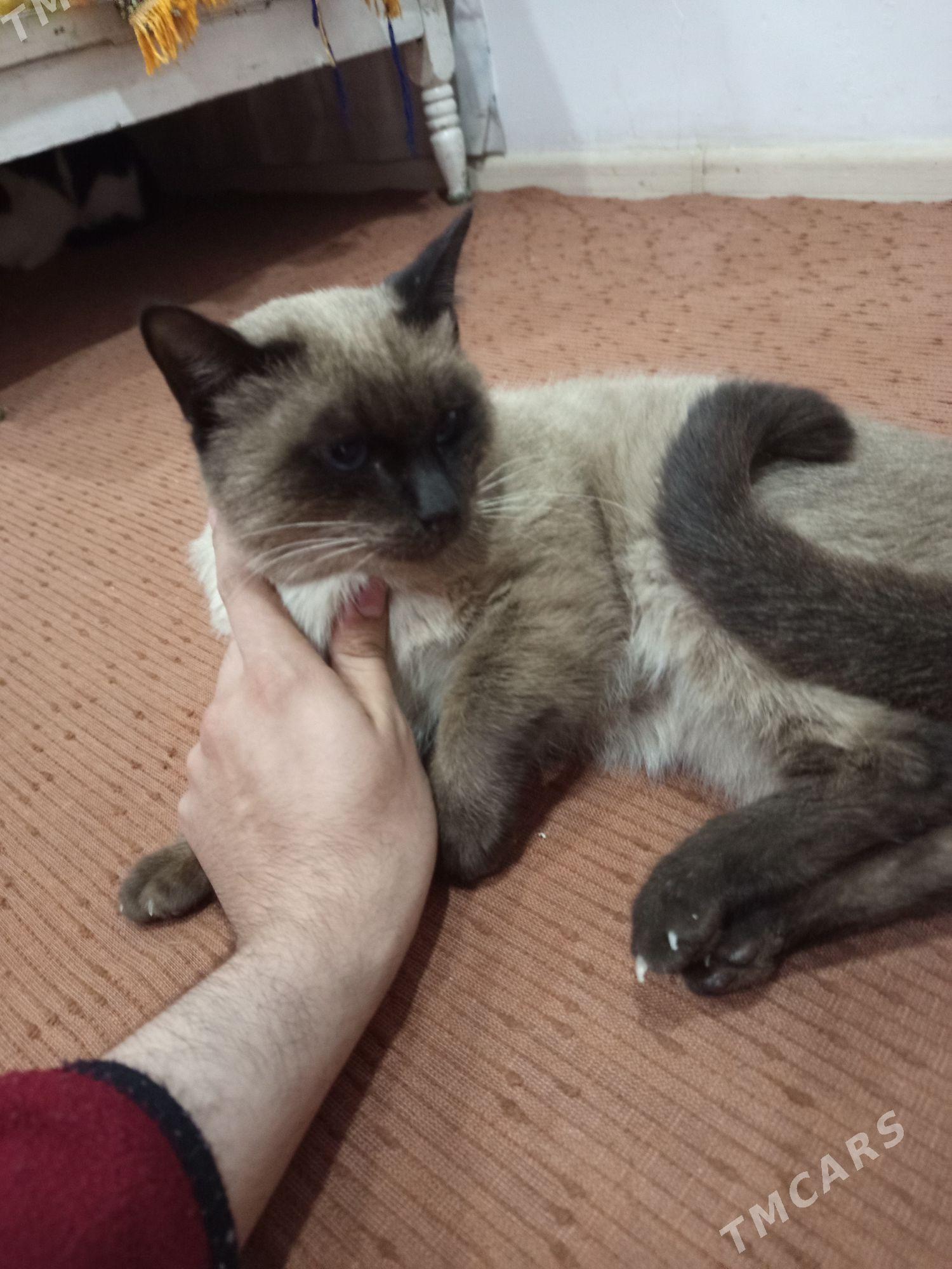 Paroda pişik - Дашогуз - img 2