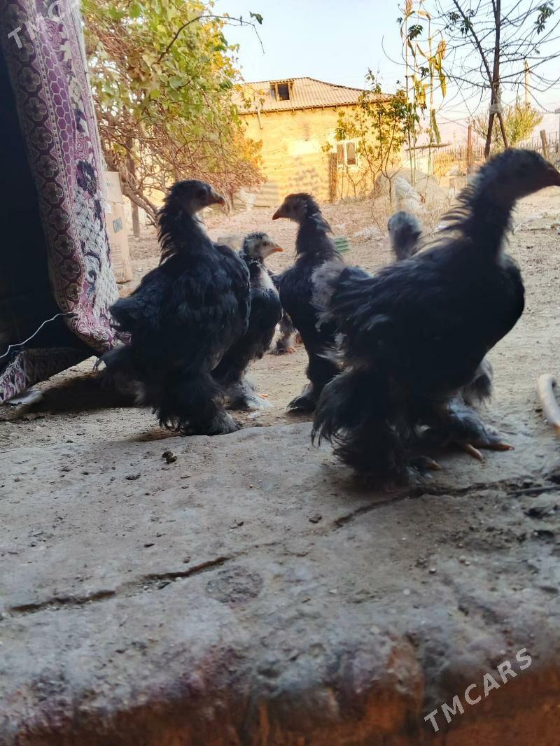 kohinhin - Jebel - img 3