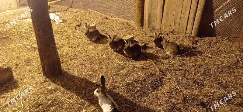 Towşan - Мургап - img 2